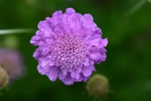 Scabiosa columbaria 'Pink Mist' – Galambszínű ördögszem 9x9