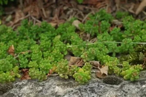 Sedum 'Athoum' - Fehér varjúháj 9x9