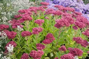 Sedum 'Herbstfreude' - Varjúháj 9x9