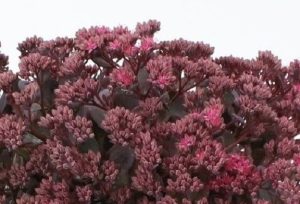 Sedum spurium 'Mahogany Red' - Kaukázusi varjúháj 9x9