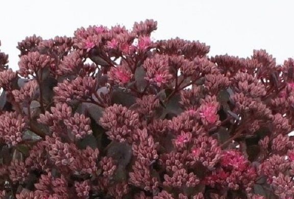 Sedum spurium 'Mahogany Red' - Kaukázusi varjúháj 9x9