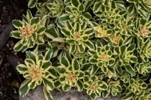 Sedum takesimense 'Atlantis' – Koreai varjúháj 9x9