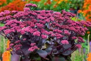 Sedum telephium 'Seduction Cherry Chocolate' – Hegyi varjúháj D14