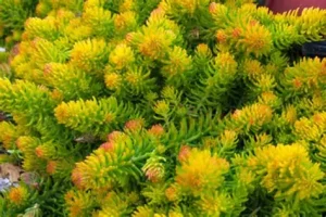Sedum 'Winter Lemon' – Varjúháj D14