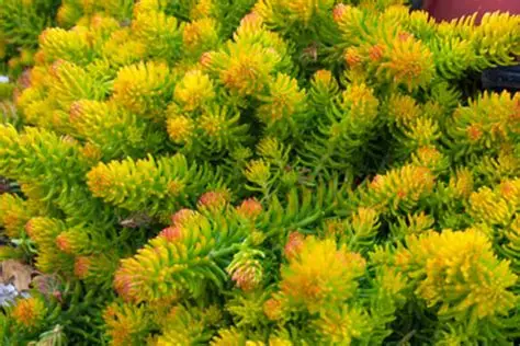 Sedum 'Winter Lemon' – Varjúháj D14