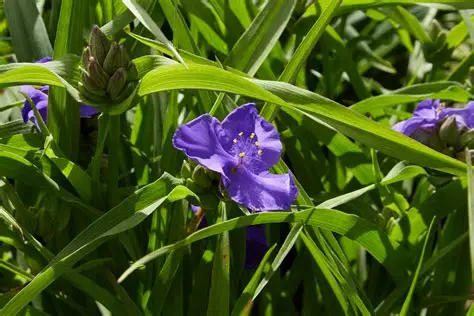 Tradescantia x andersoniana 'Zwanenburg Blue' - Sötétkék kerti pletyka D14
