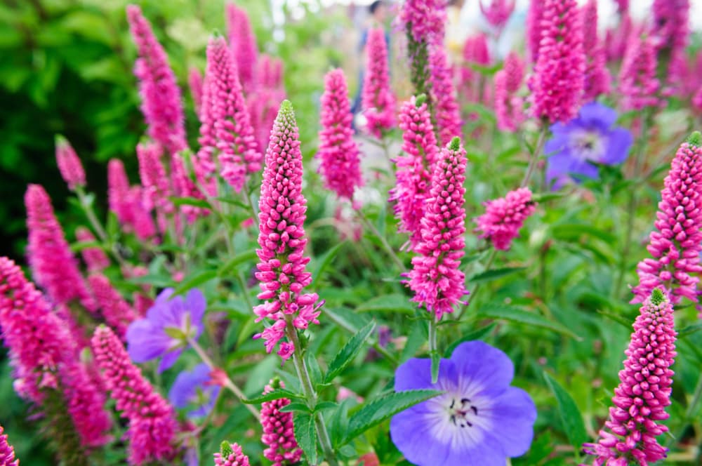 Veronica longifolia 'Christa' – Hosszúlevelű veronika D14