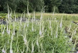 Veronicastrum virginicum 'Lavendelturm' - Virginiai veronika D14