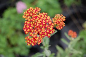 Achillea 'Safran' – Cickafark D14