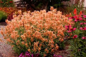 Agastache 'Mango Tango' - Izsóp D14