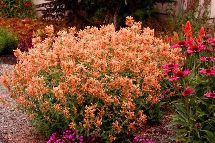 Agastache 'Mango Tango' - Izsóp D14