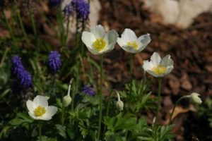 Anemone sylvestris – Erdei szellőrózsa 9x9