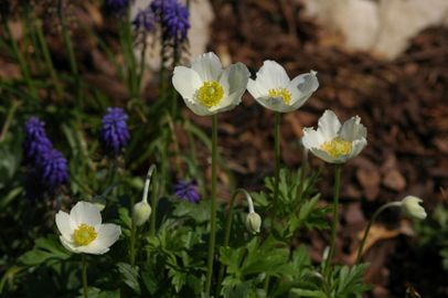 Anemone sylvestris – Erdei szellőrózsa 9x9