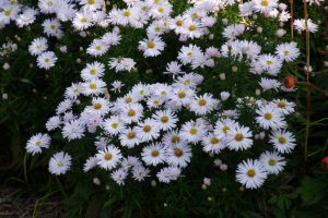 Aster dumosus 'Albit' – Törpe őszirózsa D14