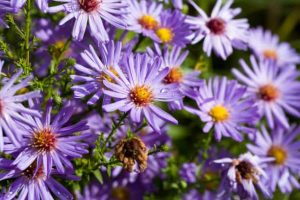 Aster dumosus 'Indigo' – Törpe őszirózsa D14