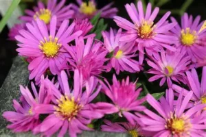 Aster dumosus 'Turmalin' – Törpe őszirózsa D14
