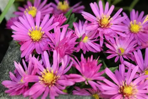 Aster dumosus 'Turmalin' – Törpe őszirózsa D14