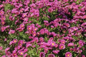 Aster dumosus 'Rubin' - Törpe őszirózsa D14