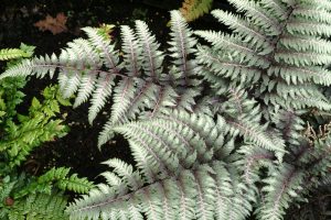 Athyrium niponicum 'Pewter Lace' - Japán hölgypáfrány 9x9