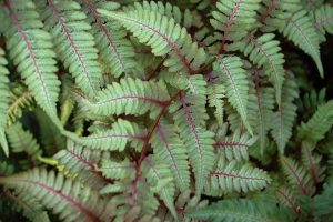 Athyrium niponicum var. pictum ('Metallicum') - Japán hölgypáfrány 9x9