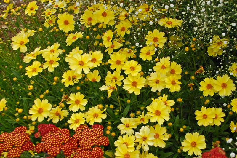 Coreopsis 'Full Moon' - Menyecskeszem D14