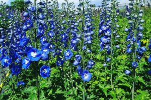Delphinium x cultorum F1 'Delphinity / Dasante Blue' - Szarkaláb D14