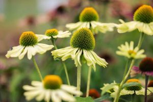 Echinacea purpurea 'Prairie Blaze Green' – Kasvirág D14