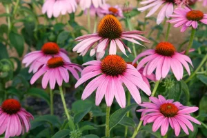 Echinacea purpurea 'Prairie Splendor Deep Rose' – Kasvirág 9x9