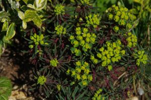 Euphorbia cyparissias 'Fens Ruby' – Farkas kutyatej 9x9