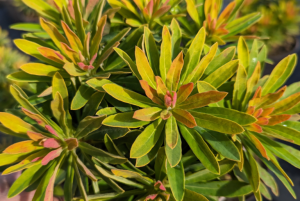 Euphorbia x martinii 'Walberton's Little Treasure Gold' - Kutyatej D14