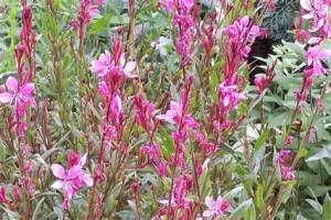 Gaura lindheimeri 'Everlast Pink Parque' - Díszgyertya D14