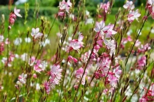 Gaura lindheimeri 'Rosy Jane' – Díszgyertya D14