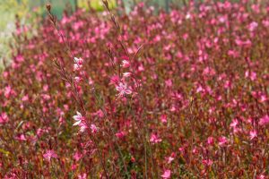 Gaura lindheimeri 'Gambit Rose' – Díszgyertya D14