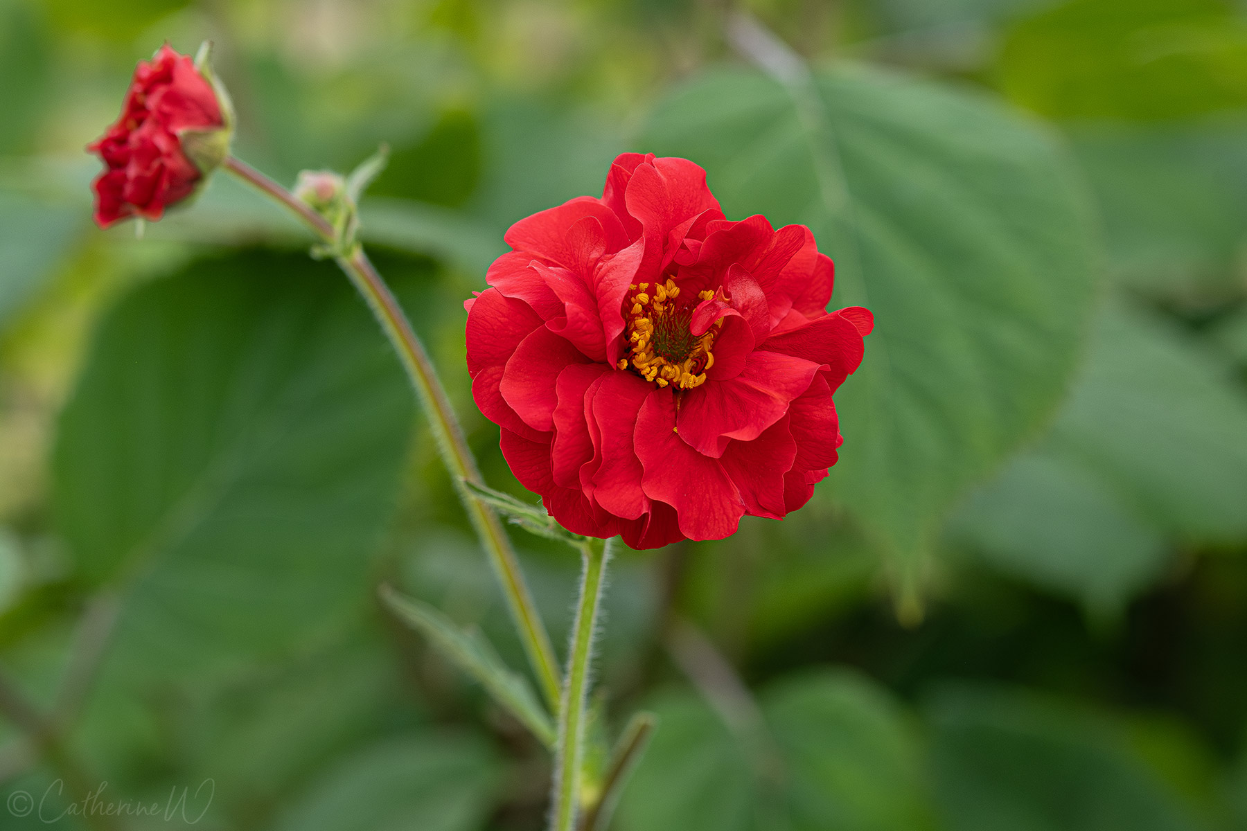 Geum ‘Firestarter’ – Gyömbérgyökér D14