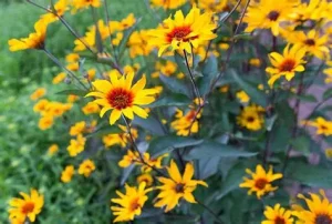 Heliopsis helianthoides 'Burning Hearts' – Napszemvirág D14