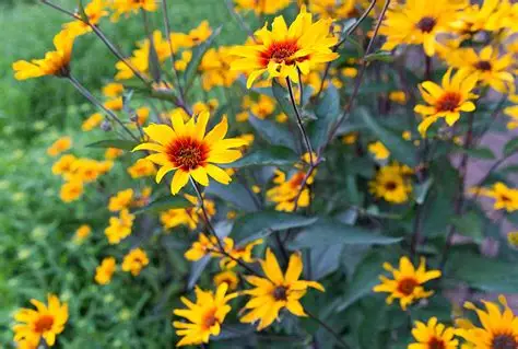 Heliopsis helianthoides 'Burning Hearts' – Napszemvirág D14