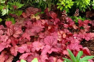 Heuchera 'Berry Smoothie' - Tűzeső D14