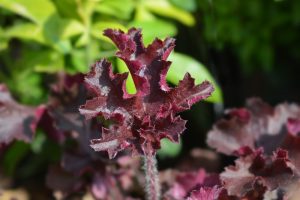 Heuchera 'Melting Fire' - Tűzeső 9x9