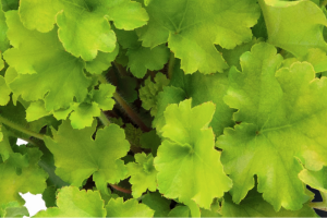Heuchera 'Shiny' – Tűzeső D14