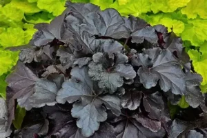 Heuchera villosa 'Black Pearl' – Tűzeső D14