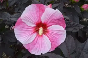 Hibiscus 'Starry Starry Night' – Mocsári hibiszkusz 3L
