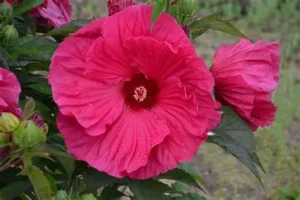 Hibiscus 'Summer in Paradise' – Mocsári hibiszkusz 3L