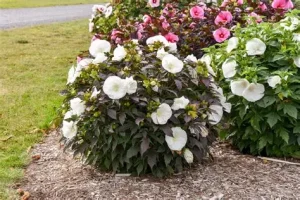 Hibiscus 'Cookies & Cream' – Mocsári hibiszkusz 3L