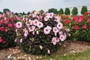 Hibiscus 'Dark Mystery' - Mocsári hibiszkus 3 L