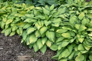 Hosta 'Paul's Glory' – Árnyékliliom D14