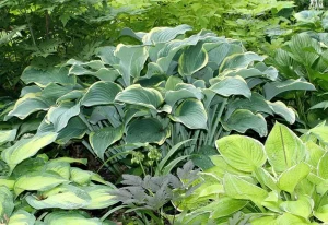 Hosta 'Regal Splendor' – Árnyékliliom D14