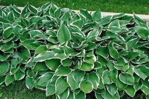 Hosta 'Francee' - Árnyékliliom D14