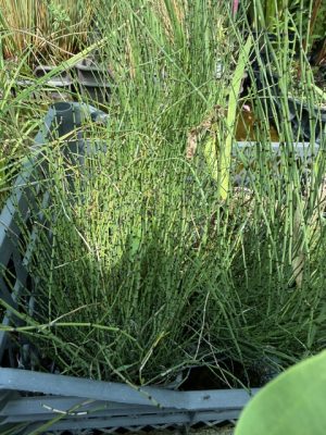Equisetum scirpoides – Törpe zsúrló 11x11