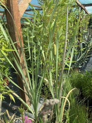 Typha latifolia 'Variegata' – Csíkos levelű gyékény K2