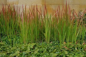 Imperata cylindrica 'Red Baron' - Alangfű 9x9